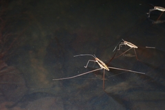 Limnometra
