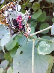 Dysdercus nigrofasciatus