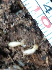 Reticulitermes grassei