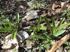 Hyacinthus orientalis