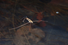 Limnometra