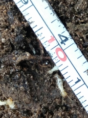 Reticulitermes grassei