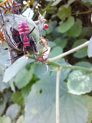 Dysdercus nigrofasciatus