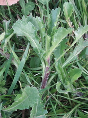 Leucanthemum vulgare