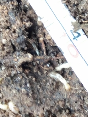 Reticulitermes grassei