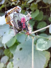 Dysdercus nigrofasciatus