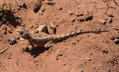 Agama aculeata distanti