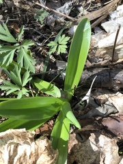 Hyacinthus orientalis