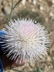 Cirsium mohavense