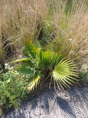 Washingtonia robusta