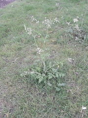 Anthriscus sylvestris