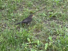 Turdus merula