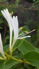 Lonicera japonica