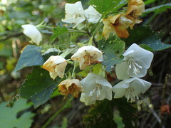 Dombeya tiliacea