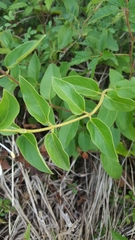 Lonicera japonica