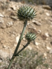 Cirsium mohavense
