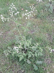 Anthriscus sylvestris