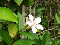 Wrightia antidysenterica