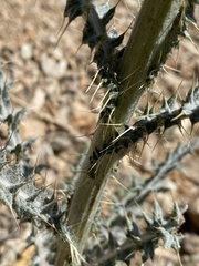 Cirsium mohavense