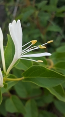 Lonicera japonica