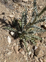 Cirsium mohavense