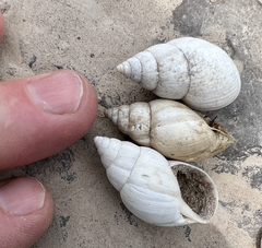 Rabdotus schiedeanus