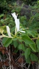 Lonicera japonica