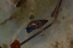 Omphiscola glabra