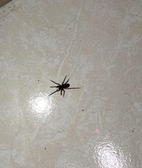 Araneae