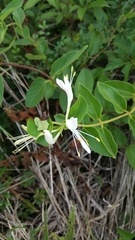 Lonicera japonica