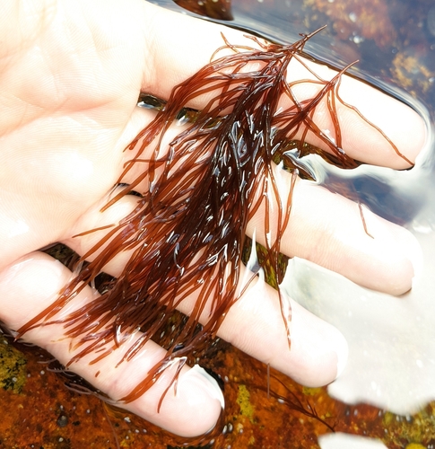 Image of Agardhiella subulata by (c) Zac Peterson, some rights reserved (CC BY)