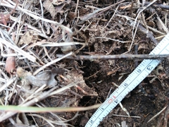 Reticulitermes grassei