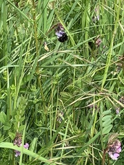 Bombus bohemicus