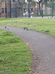 Columba livia domestica