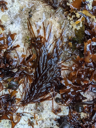 Image of Agardhiella subulata by (c) Zac Peterson, some rights reserved (CC BY)