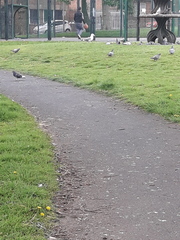 Larus fuscus