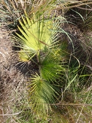 Washingtonia robusta