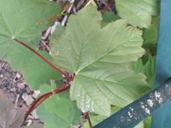 Acer pseudoplatanus