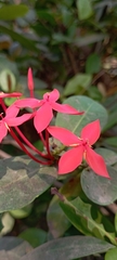 Ixora coccinea
