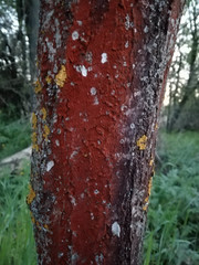Trentepohlia umbrina