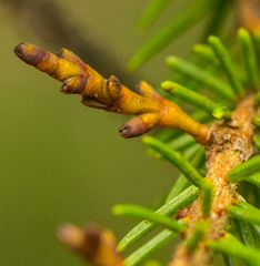 Arceuthobium pusillum