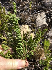 Indigofera sp11