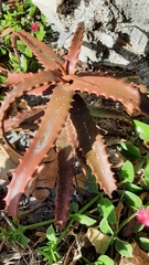 Aloe cameronii