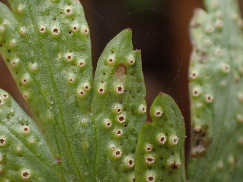 Tranzschelia pruni-spinosae