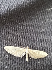 Eupithecia subapicata