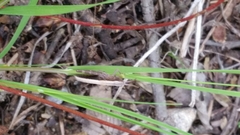 Chloealtis conspersa