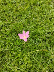 Zephyranthes rosea