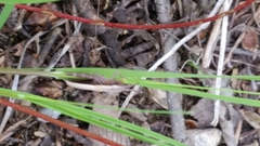 Chloealtis conspersa