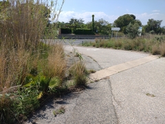 Washingtonia robusta
