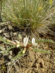 Astragalus testiculatus